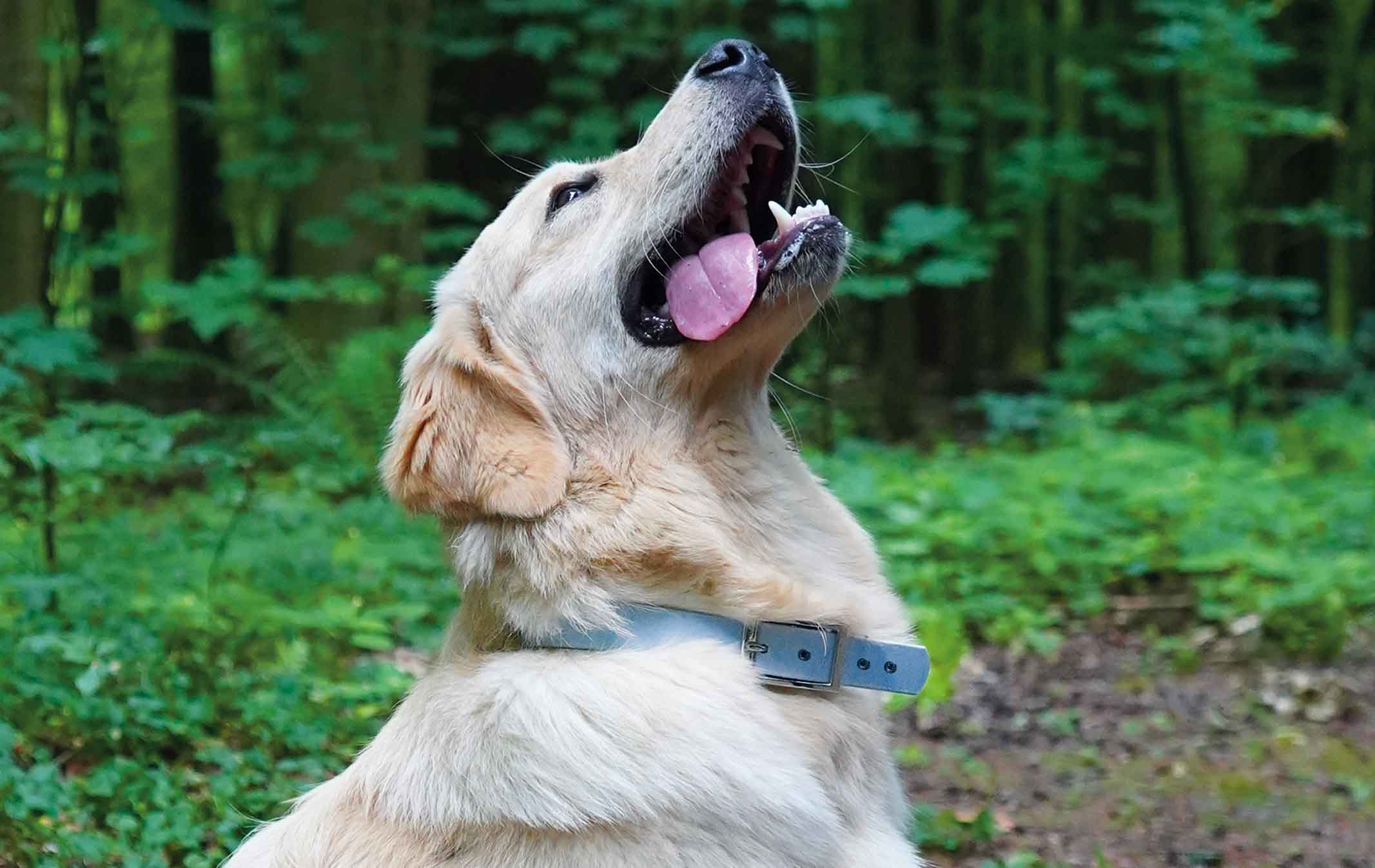 Marley_Halsband_Dornschnalle_Edelstahl