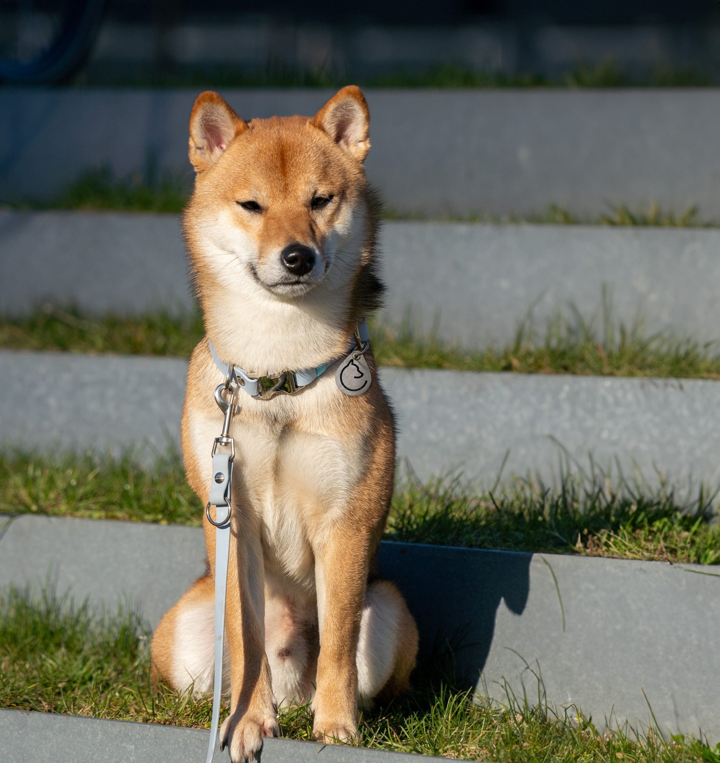 Arterfox – Hunde Equipment